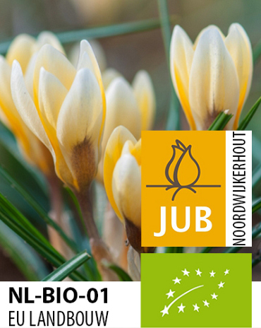 X 100 BIO CROCUS SP. ROMANCE
