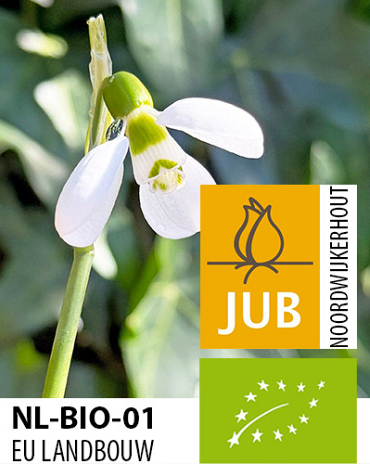 X 100 BIO GALANTHUS POLAR BEAR