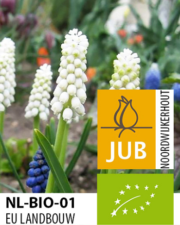 X 100 BIO MUSCARI CASABLANCA