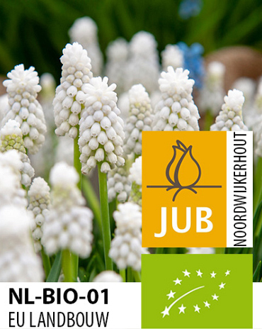 X 100 BIO MUSCARI AUCHERI WHITE MAGIC