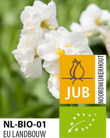 X 100 BIO NARCISSUS BRIDAL CROWN