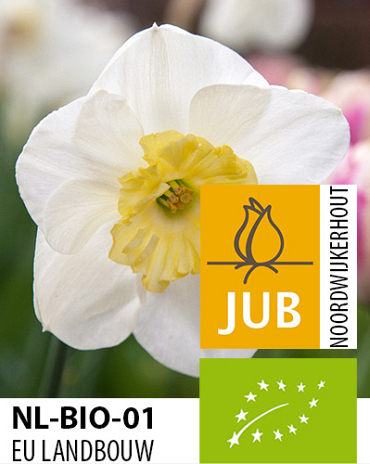 X 100 BIO NARCISSUS PAPILLON BLANC