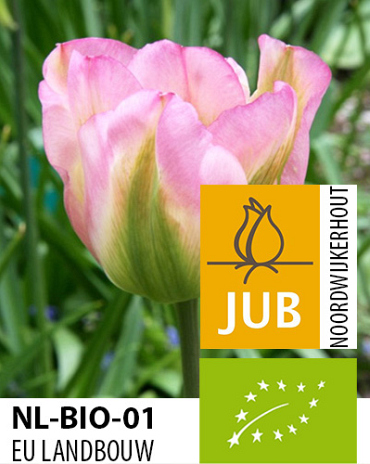 X 100 BIO TULIPA GROENLAND