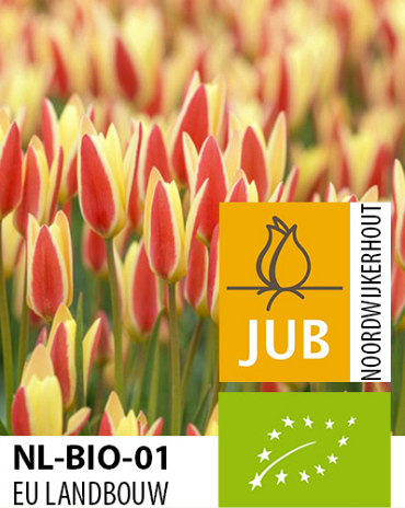 X 100 BIO TULIPA CLUSIANA TINKA