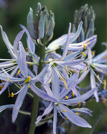 X 100 CAMASSIA CUSICKII