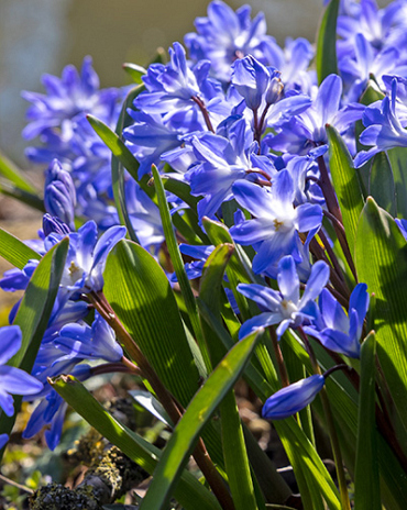 X 100 CHIONODOXA FORBESII BLUE GIANT