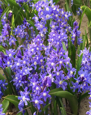 X 100 CHIONODOXA SARDENSIS