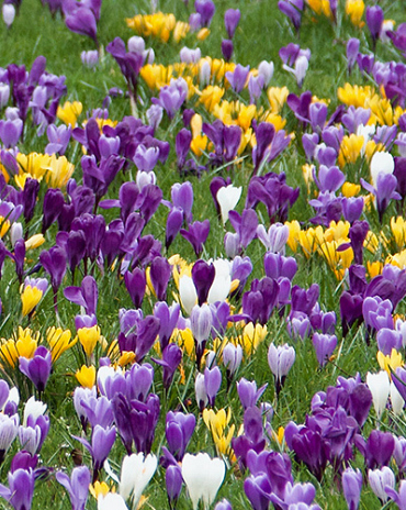 X 100 CROCUS GROOTBLOEMIG GEMENGD
