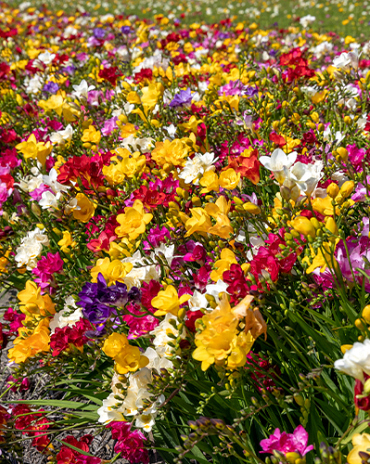 X 100 FREESIA DUBBEL MIX