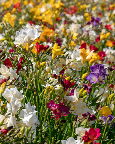 X 100 FREESIA ENKEL MIX