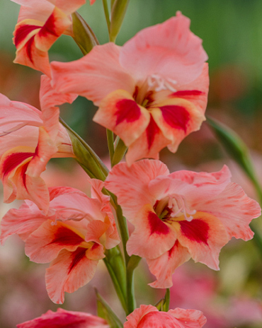 X 100 GLADIOLUS NATHALIE