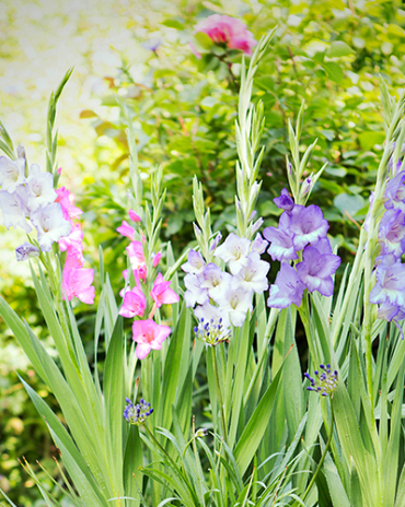 X 100 GLADIOLUS PASTEL MIX