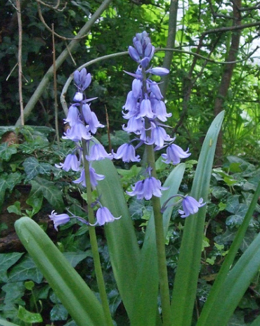 X 100 HYACINTHOIDES HISPANICA EXCELSIOR