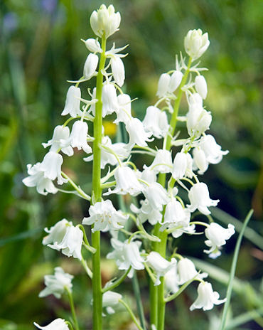 X 100 HYACINTHOIDES HISPANICA WIT