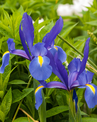 X 100 IRIS HOLLANDICA BLUE MAGIC