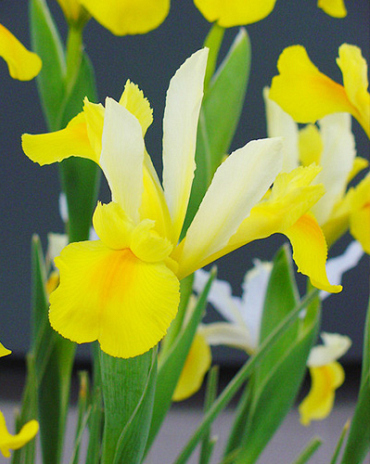 X 100 IRIS HOLLANDICA SYMPHONY