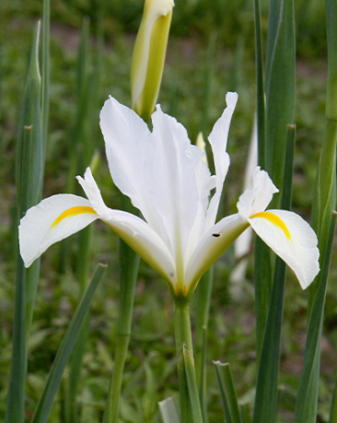 X 100 IRIS HOLLANDICA WHITE VAN VLIET