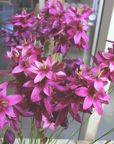 X 100 IXIA MABEL