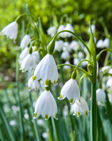 X 100 LEUCOJUM AESTIVUM