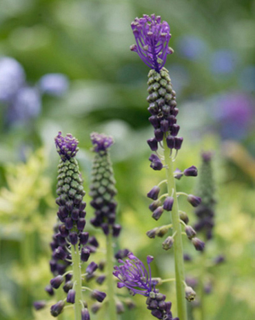 X 100 MUSCARI COMOSUM