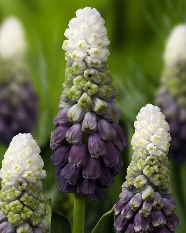 X 100 MUSCARI LATIFOLIUM GRAPE ICE