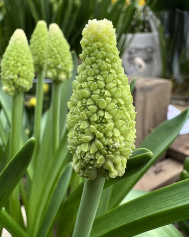 X 100 MUSCARI LADY MADONNA