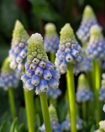 X 100 MUSCARI MOUNTAIN LADY