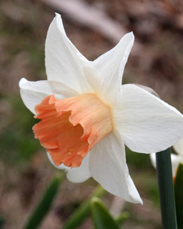 X 100 NARCISSUS ACCENT