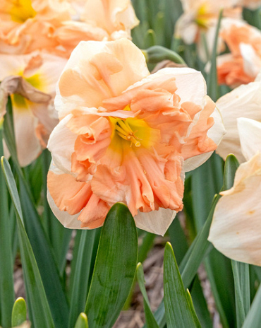 X 100 NARCISSUS APRICOT WHIRL