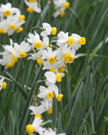 X 100 NARCISSUS CANALICULATUS
