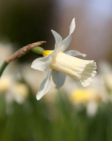 X 100 NARCISSUS ELKA