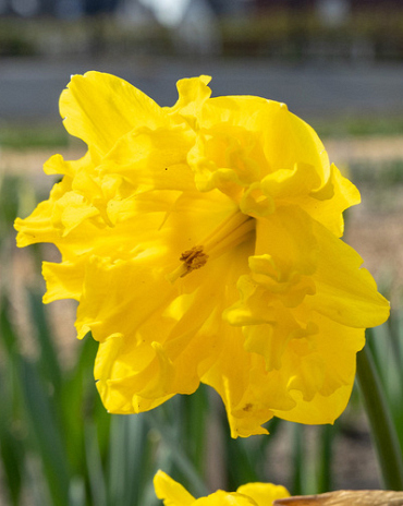 X 100 NARCISSUS GOLD DISC