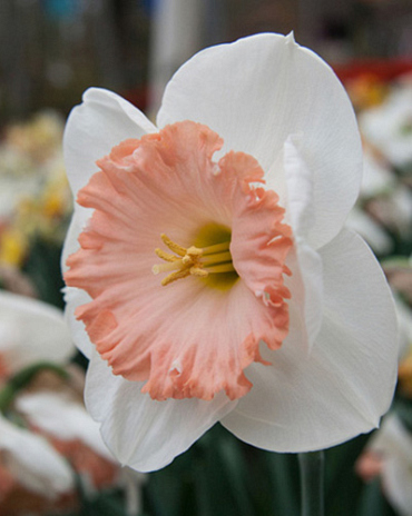 X 100 NARCISSUS MON CHERI