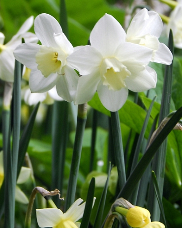 X 100 NARCISSUS PUEBLO