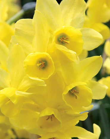 X 100 NARCISSUS SUNLIGHT SENSATION