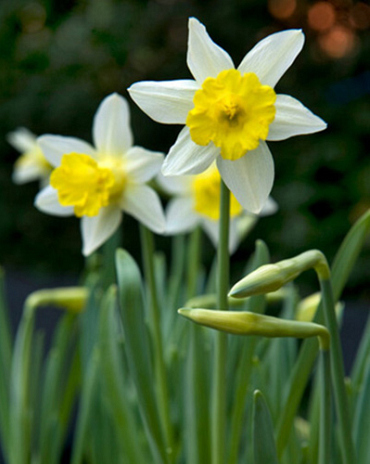 X 100 NARCISSUS TOPOLINO
