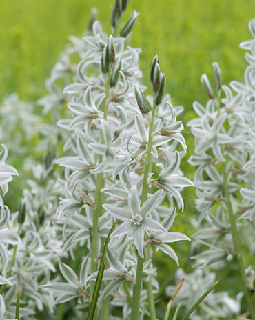 X 100 ORNITHOGALUM NUTANS