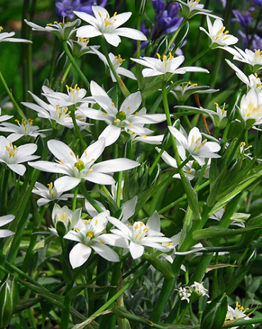 X 100 ORNITHOGALUM UMBELLATUM