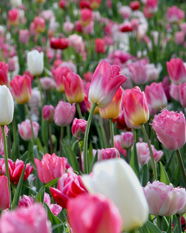 X 100 PINKS AND A TOUCH OF WHITE