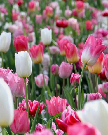 X 100 PINKS AND A TOUCH OF WHITE