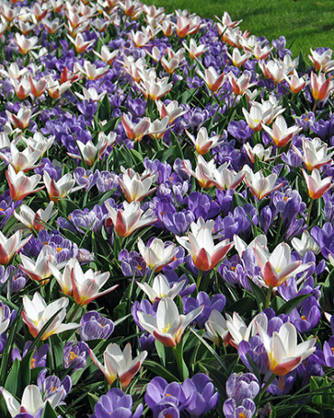 X 100 PROMISE OF SPRING