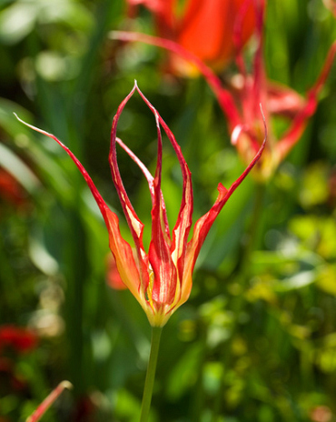 X 100 TULIPA ACUMINATA