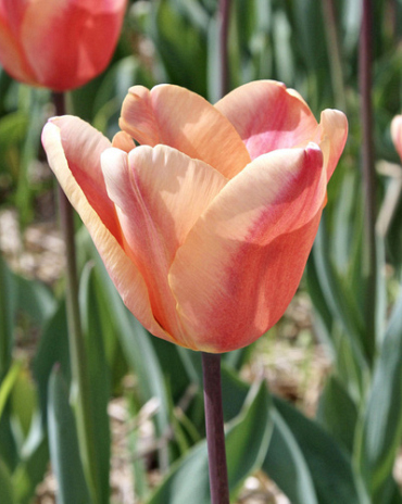 X 100 TULIPA APRICOT FOXX