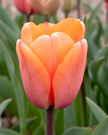 X 100 TULIPA APRICOT IMPRESSION