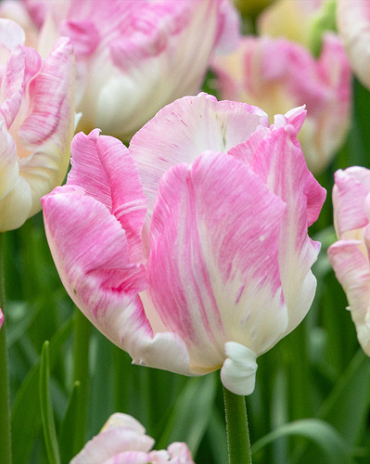 X 100 TULIPA CABANNA