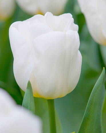 X 100 TULIPA CALGARY