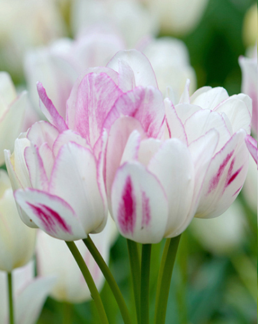 X 100 TULIPA CANDY CLUB