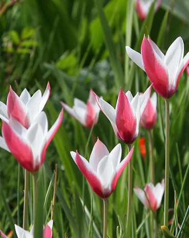 X 100 TULIPA CLUSIANA PEPPERMINTSTICK