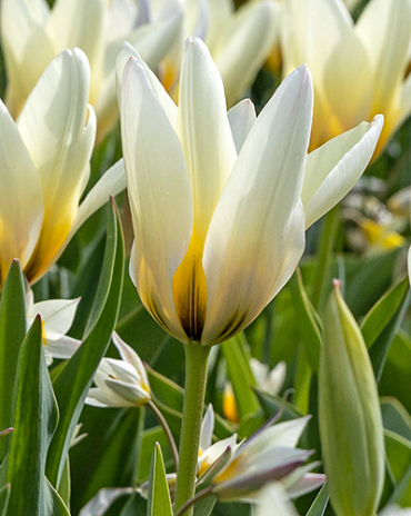 X 100 TULIPA CONCERTO