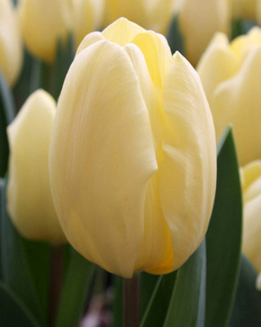 X 100 TULIPA CREME FRAICHE